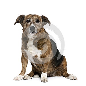 Old dog in front of white background