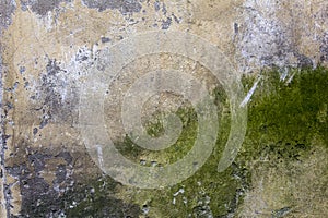 Old battered beige gray concrete wall with scratches, cracks and green stains of moss and mold. rough surface texture