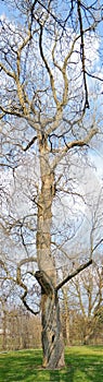 Old battered large tree in Garfield Park by Bean Creek in Indianapolis Indiana, Tall Panorama