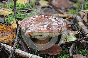 Old Bay bolete