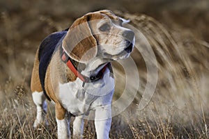 An old beagle dog.