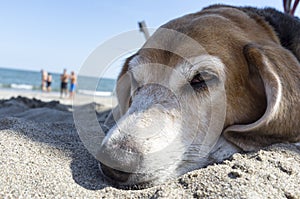 Old Beagle dog, lying on the beach