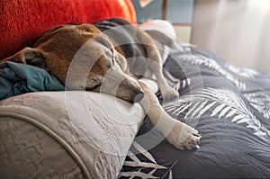 Old Beagle dog sleeping on the bed