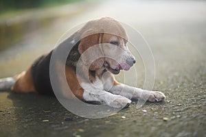 An old beagle dog stick out tongue while lay down on the lonely road