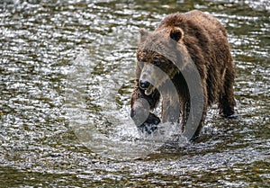 Old bear close-up