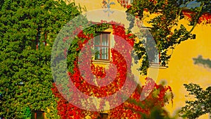 Old beautiful tenement`s balconies are covered in red flowers - Image