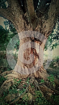 Old beautiful tree