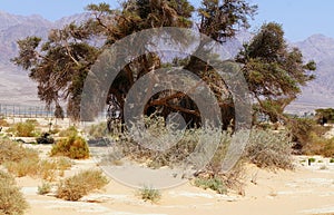 Old beautiful tree in Arava desert