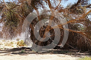 Old beautiful tree in Arava desert