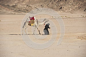 Old bedouin woman with camel in the desert