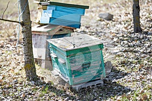 Old bee hives in the apiary in the spring.