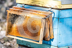 Old bee hives in the apiary in the spring.