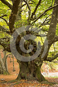 Old beech, fagus sylvatica