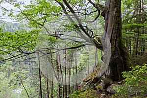 Old beech growing in forest on steep mountain slope