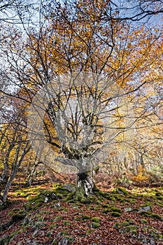 Old beech tree with autumnal golden coloured foliage in a mossy forest