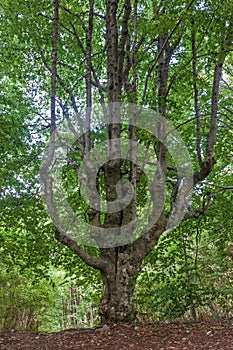 Old beech tree in the forest