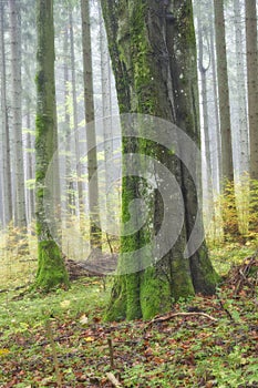 Old beech tree near Zakluky at Polana mountains