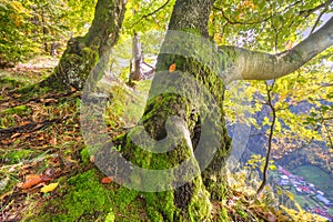 Old beech tree in the primeval forest Sturec over Motycky village in Velka Fatra