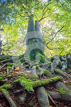 Old beech tree in the primeval forest Sturec over Motycky village in Velka Fatra