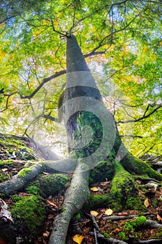 Old beech tree in the primeval forest Sturec over Motycky village in Velka Fatra