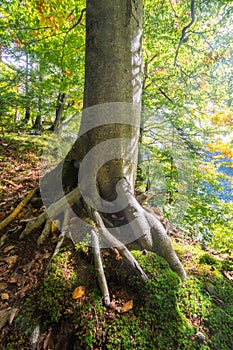 Old beech tree in the primeval forest Sturec over Motycky village in Velka Fatra