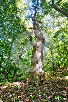 Old beech tree on Sokoli vrch mountain in Stiavnicke vrchy