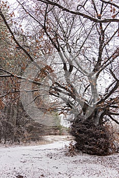 Old beech tree in winter near the town of Veliki Preslav