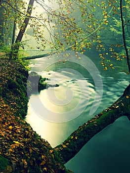 Old beech trees above clear water of mountain river. Big mossy sandstone boulders lay in water. First leaves turn to yellow and or