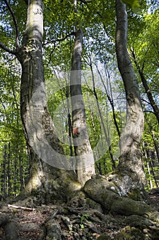 Old beeches