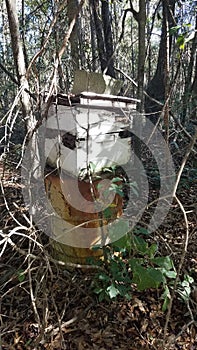 Old Beehive in the Woods