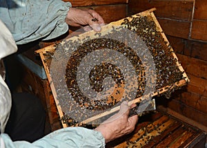 Old beekeeper holding frame of honeycomb from beehive with working bees.