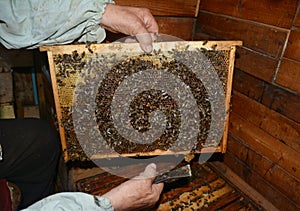 Old beekeeper holding frame of honeycomb from beehive with working bees.