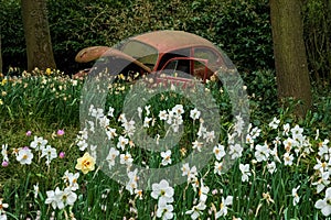 Old beetle car in the Keukenhof in 2022 in the Netherlands