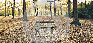 Old bench in autumnal park