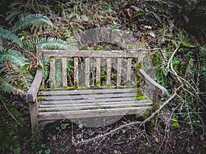 Old bench in a forest/park
