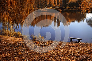 Old bench by the lake