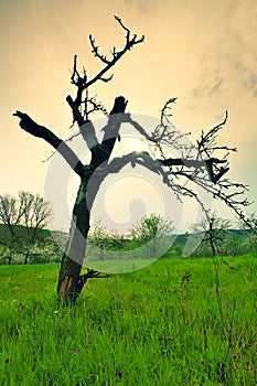 Old bended apple tree