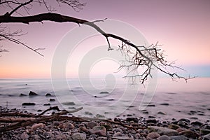 Old bent tree on the beach on the sunset baltic sea coast