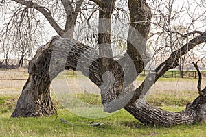 Old bent tree, Kansas