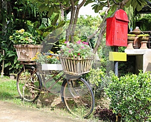 Old bicycle decorate by beautiful flower in garden.