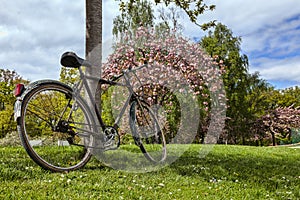 Old Bicycle in a Park in Spring