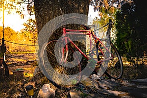 Old bicycle recharged on a tree at sunset