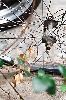 Old bicycle wheel with dry leaves on it thrown out in the city. car wheel in background. Garbage in the town. scrap