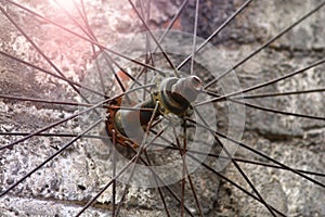 Old bicycle wheel spokes