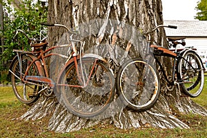 Old bicycles attached to a cottonwood tree for decorations.
