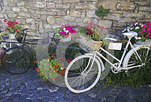 Old bicycles with blossomed flowers in pots