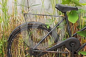 Old bicycles and plants