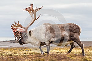 Old, big Arctic reindeer preparing to shed his antlers.