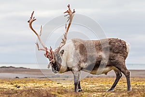 Old, big Arctic reindeer preparing to shed his antlers.