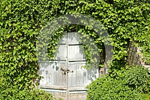 Old big blue wooden door or gate in the wall covered with green ivy, climbing plant in park, nature concept
